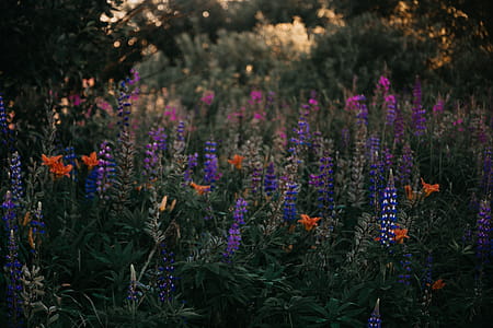Purple Lupine Flowers thumbnail