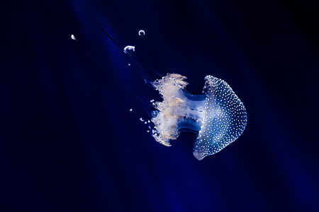 photo of jelly fish on deep water thumbnail