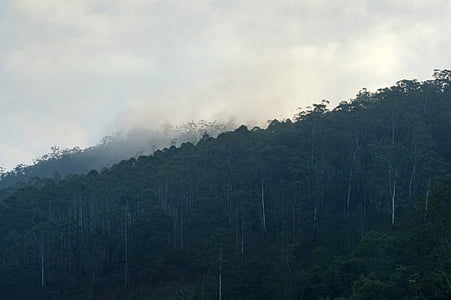 green mountain thumbnail