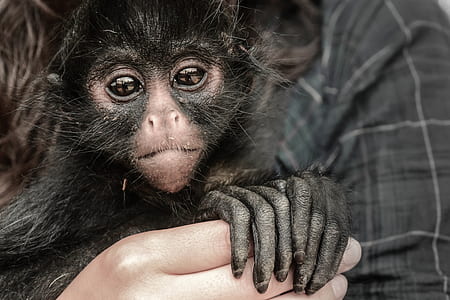 Person Holding Monkey thumbnail