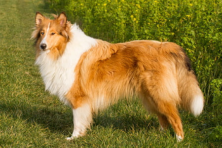 adult tan and white Shetland sheepdog on grass field thumbnail