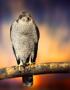 black and gray bird perch on a tree thumbnail