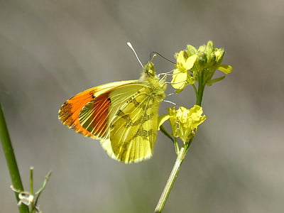 selective focus photography of yellow butterfly on yellow flower thumbnail