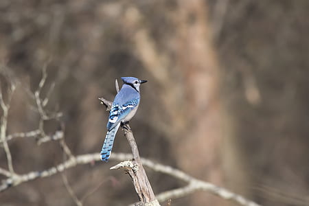 Tilt-shift Lens Photography of Blue Bird on Branch thumbnail