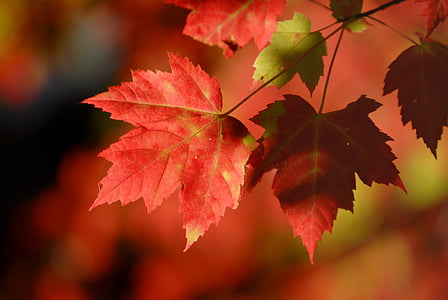 selective focus photography of red leafed plant thumbnail
