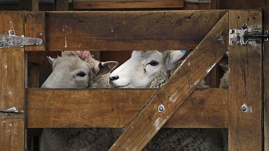 two white sheep on brown wooden cage thumbnail