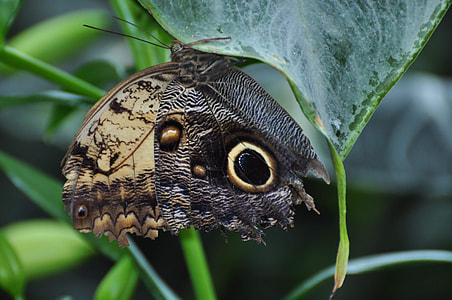 selective focus photo of yellow and black butterfly on leaf thumbnail