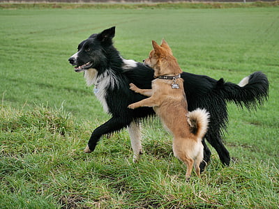 short-coated black and brown dogs thumbnail