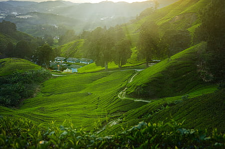 Green Grass Lawn thumbnail
