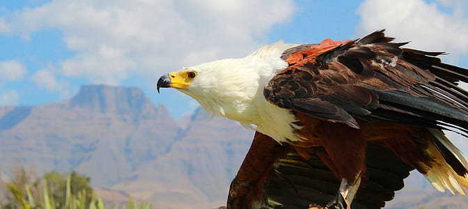 eagle during day time thumbnail
