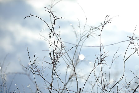 bokeh photography of plants thumbnail