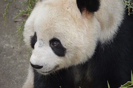 Panda animal thumbnail