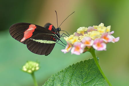 micro lens photography of red and green striped butterfly perching on pink petaled flowers thumbnail