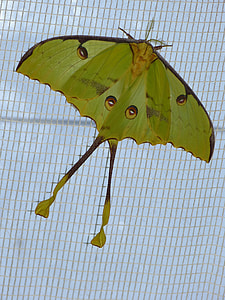 green butterfly on gray screen thumbnail