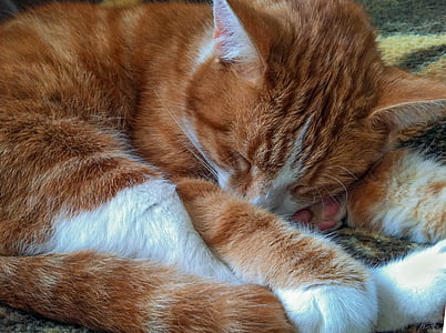 orange Tabby cat sleeping thumbnail