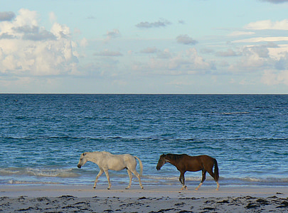 two black and white horse walking on the seashore thumbnail