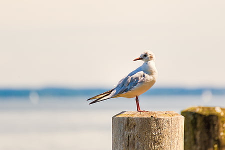 ring-billed gull perched on brown wood post thumbnail
