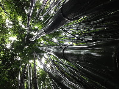 low angle view of tall bamboo trunks thumbnail