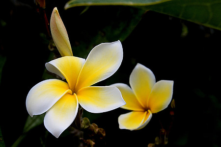 selective focus photography of yellow and white flowers thumbnail