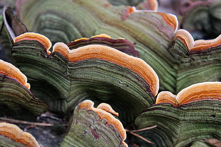 closeup photo of green and orange plant thumbnail