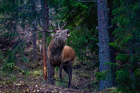 moose howling in forest thumbnail