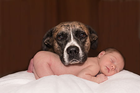 naked baby sleeping on white cushion with brindle great dane head on his back thumbnail