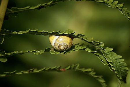 brown snail on fern leaf thumbnail