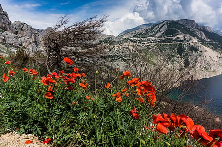Red Poppies Beside a Body of Water Under Blue and White Cloudy Sky thumbnail