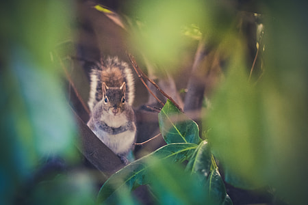 brown squirrel near green leafed plant thumbnail
