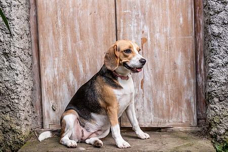 Beagle Beside Door thumbnail