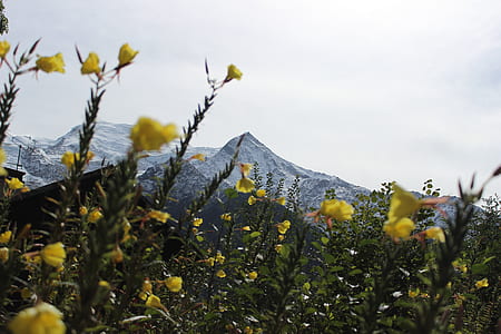 yellow flower field across mountain under cloudy sky thumbnail