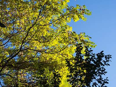 green tree thumbnail