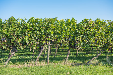grape vines thumbnail