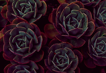 maroon-and-green succulent plants thumbnail