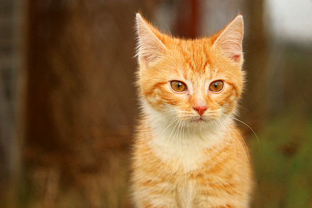 orange tabby kitten close-up photo thumbnail