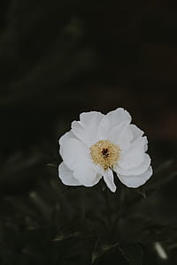 white and yellow flower thumbnail