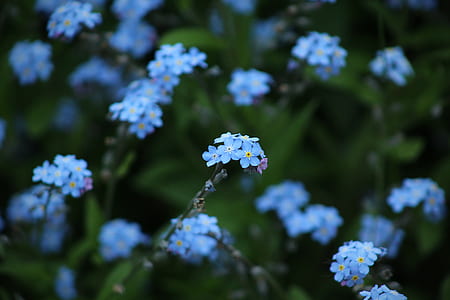 selective focus photography of blue petaled flowers thumbnail