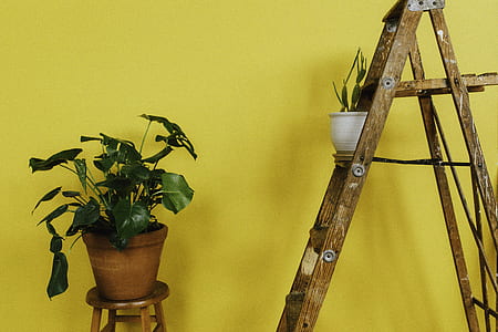 green potted plant near brown wooden ladder thumbnail