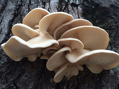 Mushroom, After Rain thumbnail