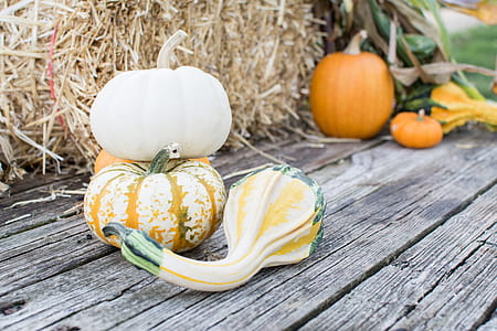 Close-up Photography of Pumpkins thumbnail