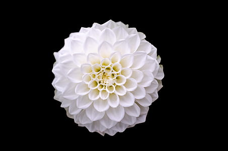Macro Shot of White Flower thumbnail
