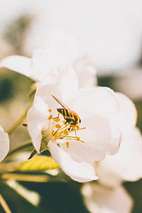 shallow focus photography of white flower thumbnail