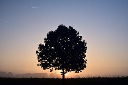 silhouette of tree thumbnail