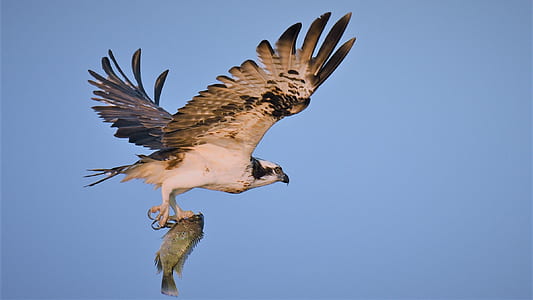 white and brown eagle thumbnail