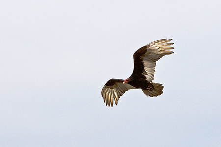 flying brown and white falcon thumbnail
