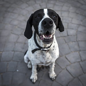 Black and White Short Coat Dog Closeup Photography thumbnail