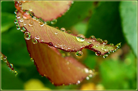 selective focus photo of water drop on orange leaf thumbnail