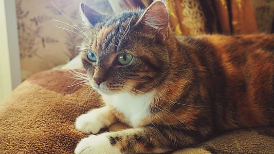 animal, pet, cute, fur thumbnail