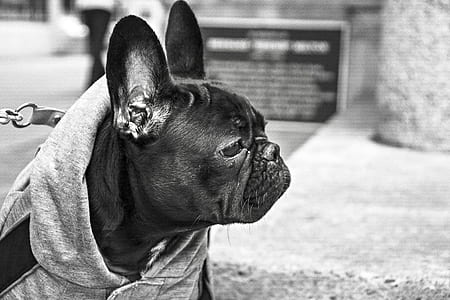 grayscale photography of adult black Pug thumbnail