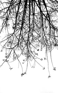 silhouette of tree grayscale photo thumbnail